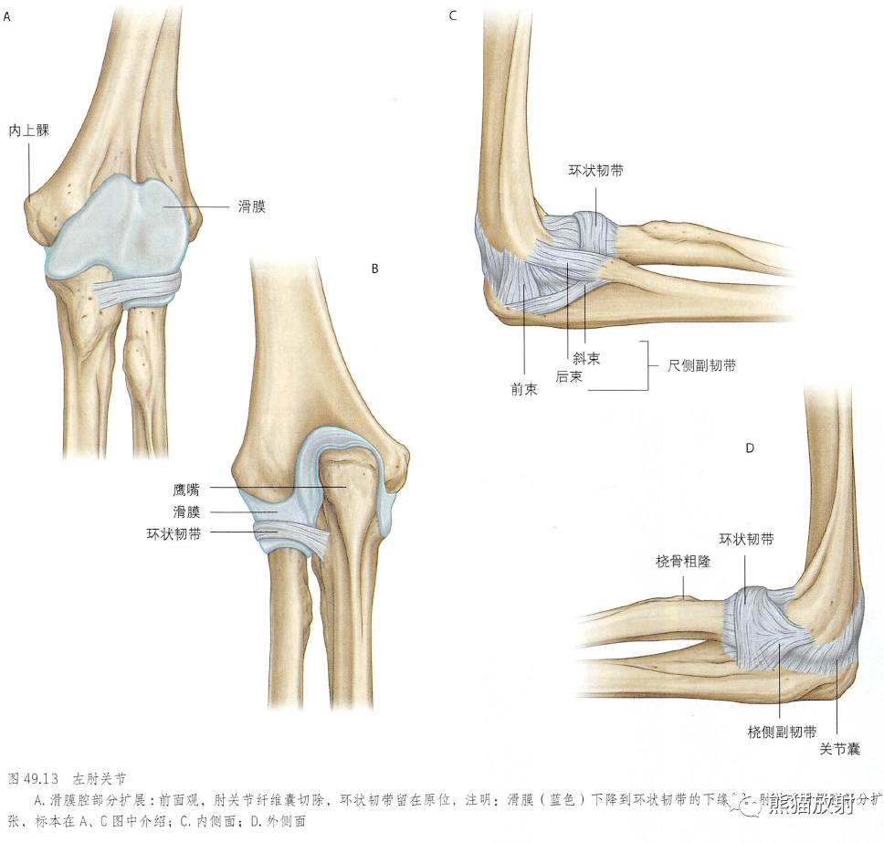 影像PPT - 肩及上肢解剖(上/前臂、手、肘/腕)-34 影像PPT - 肩及上肢解剖(上/前臂、手、肘/腕)-34