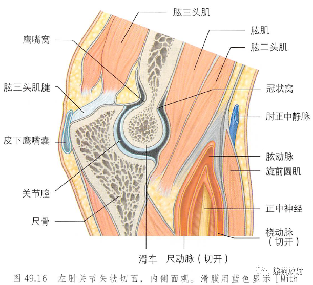 影像PPT - 肩及上肢解剖(上/前臂、手、肘/腕)-37 影像PPT - 肩及上肢解剖(上/前臂、手、肘/腕)-37