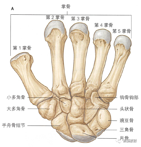 影像PPT - 肩及上肢解剖(上/前臂、手、肘/腕)-40 影像PPT - 肩及上肢解剖(上/前臂、手、肘/腕)-40