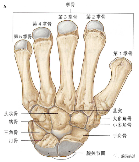 影像PPT - 肩及上肢解剖(上/前臂、手、肘/腕)-41 影像PPT - 肩及上肢解剖(上/前臂、手、肘/腕)-41