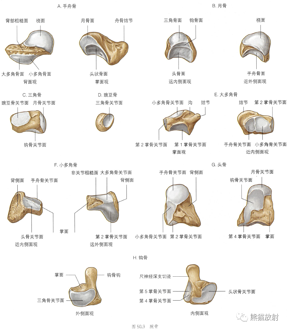 影像PPT - 肩及上肢解剖(上/前臂、手、肘/腕)-42 影像PPT - 肩及上肢解剖(上/前臂、手、肘/腕)-42