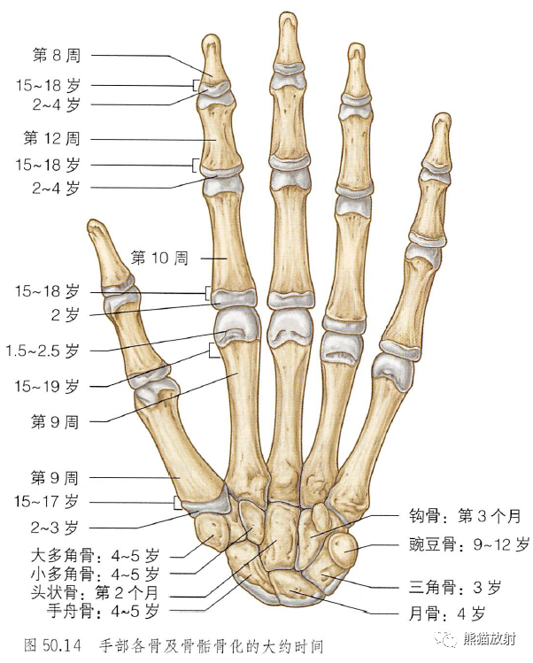 影像PPT - 肩及上肢解剖(上/前臂、手、肘/腕)-44 影像PPT - 肩及上肢解剖(上/前臂、手、肘/腕)-44