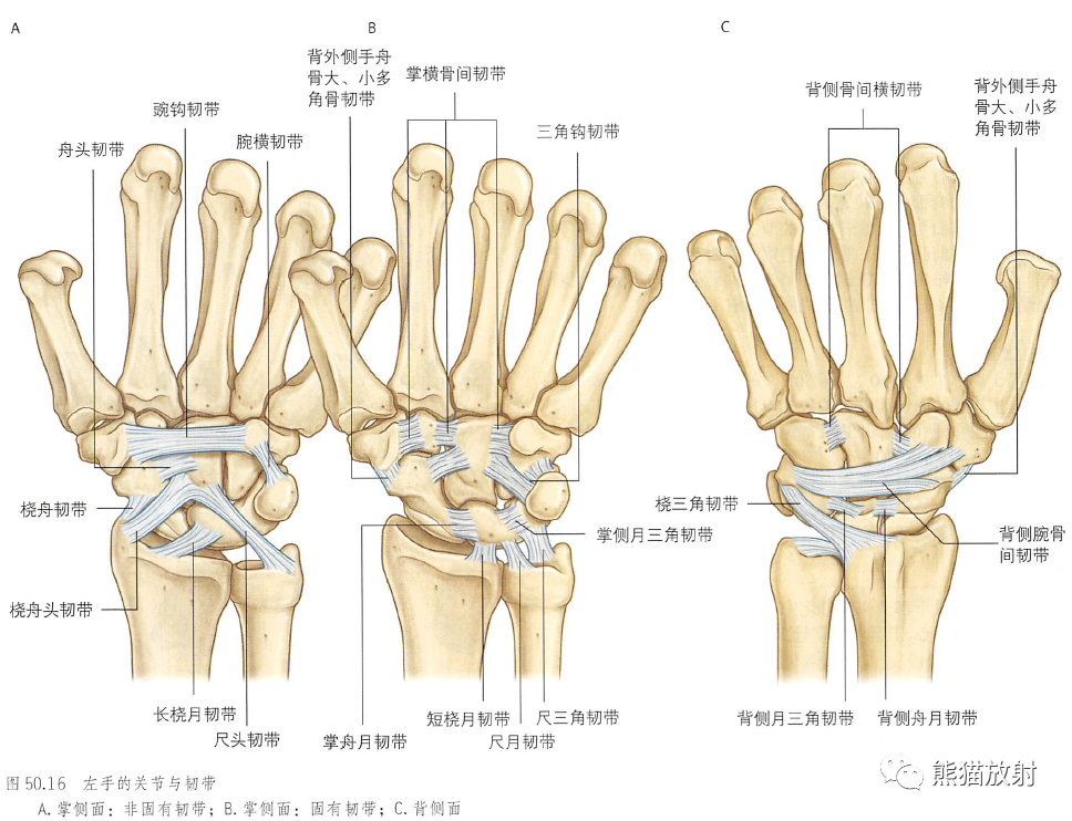 影像PPT - 肩及上肢解剖(上/前臂、手、肘/腕)-45 影像PPT - 肩及上肢解剖(上/前臂、手、肘/腕)-45
