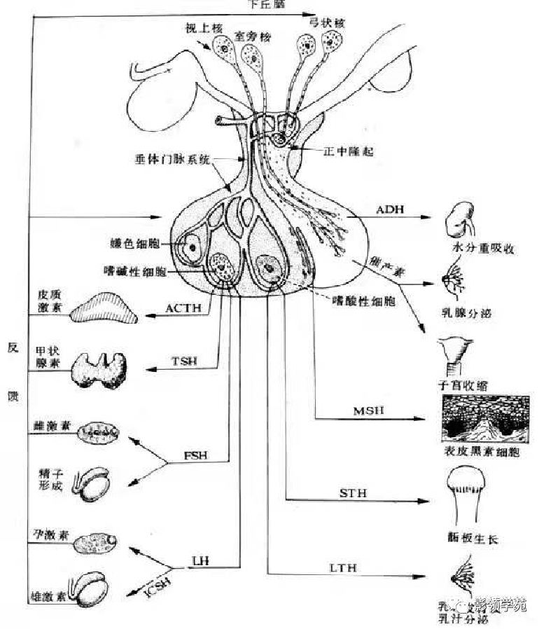 影像PPT - 【PPT】垂体解剖及常见病变影像学表现-8 影像PPT - 【PPT】垂体解剖及常见病变影像学表现-8
