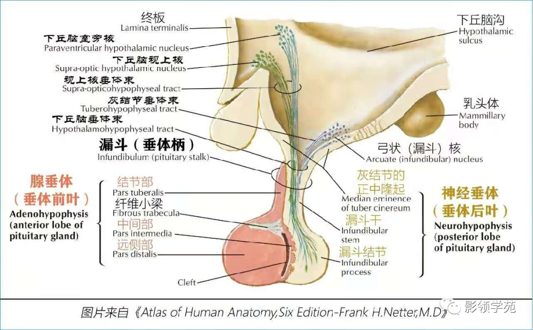 影像PPT - 【PPT】垂体解剖及常见病变影像学表现-5 影像PPT - 【PPT】垂体解剖及常见病变影像学表现-5