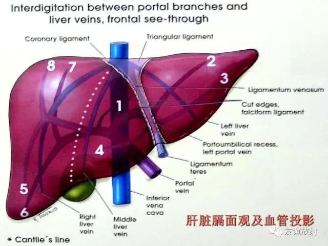 影像PPT - 【PPT】腹部脏器影像解剖及CT、MRI读片原则-59