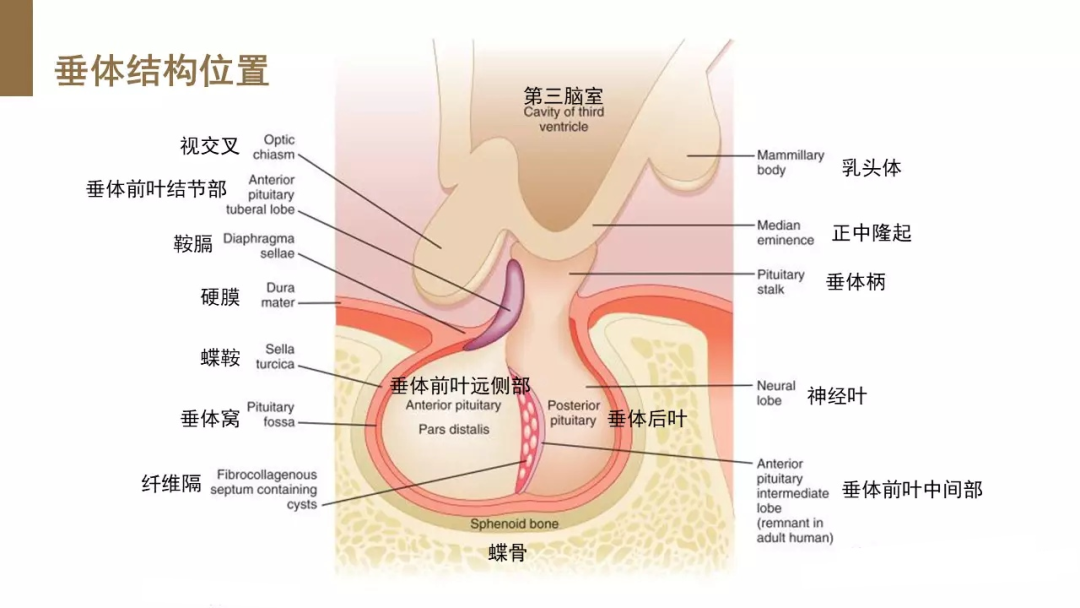影像PPT - 何为异位神经垂体-3