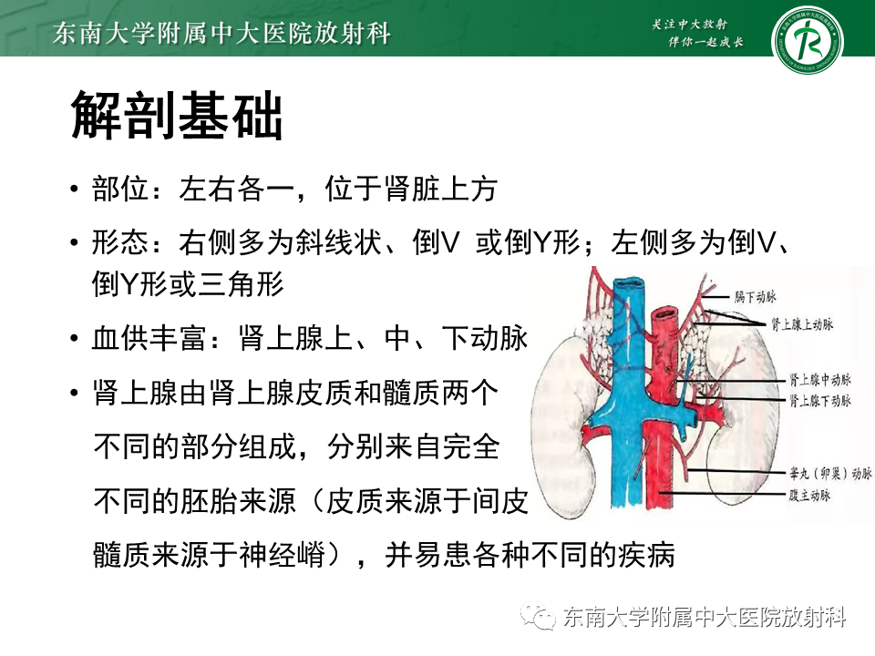 影像PPT - 【PPT】肾上腺皮质癌-6 影像PPT - 【PPT】肾上腺皮质癌-6