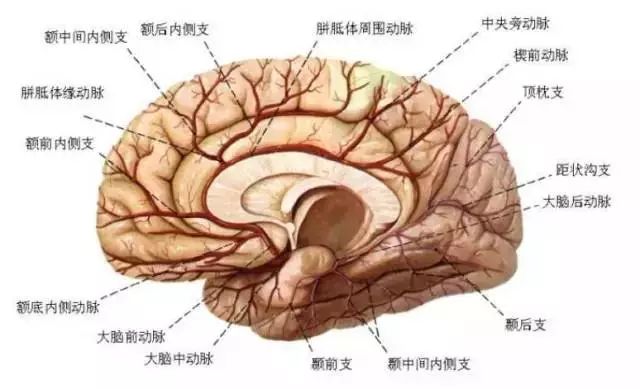 影像PPT - 大脑前动脉的分段图解-3 影像PPT - 大脑前动脉的分段图解-3