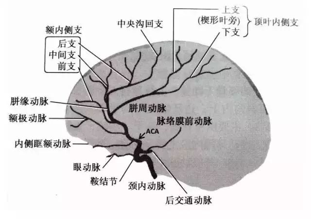影像PPT - 大脑前动脉的分段图解-2 影像PPT - 大脑前动脉的分段图解-2