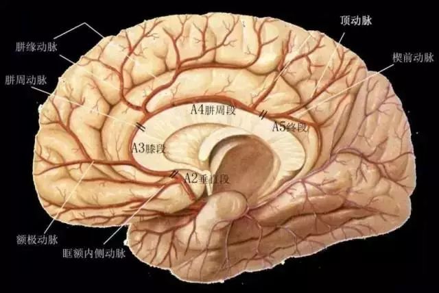 影像PPT - 大脑前动脉的分段图解-8 影像PPT - 大脑前动脉的分段图解-8