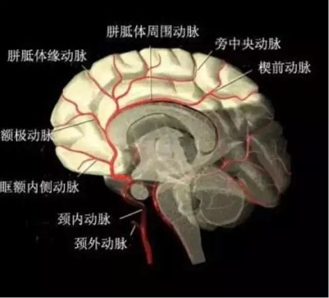影像PPT - 大脑前动脉的分段图解-14