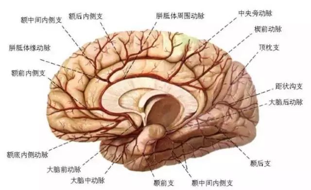 影像PPT - 大脑前动脉的分段图解-16 影像PPT - 大脑前动脉的分段图解-16