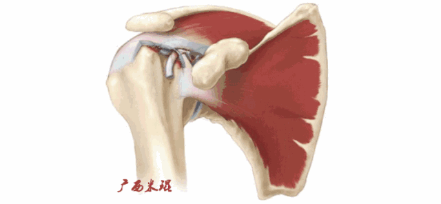 影像PPT - 【PPT】肩关节MRI-41 影像PPT - 【PPT】肩关节MRI-41