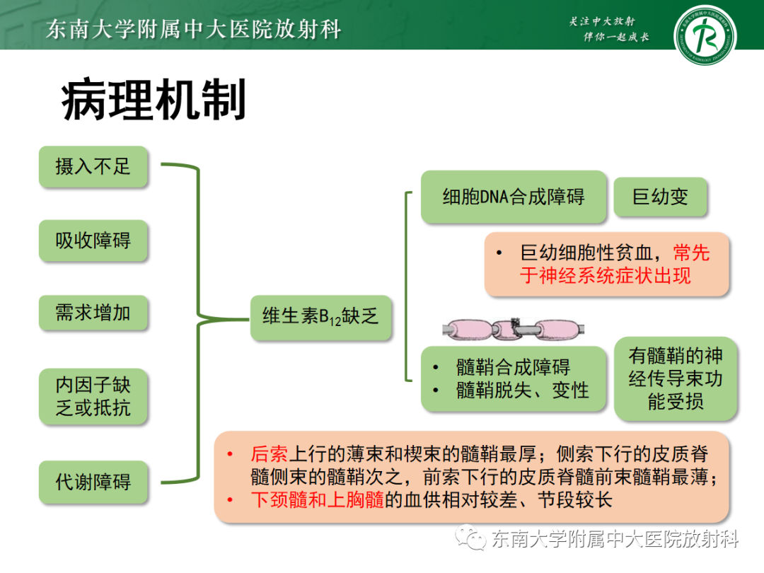 影像PPT - 【PPT】脊髓亚急性联合变性-9 影像PPT - 【PPT】脊髓亚急性联合变性-9