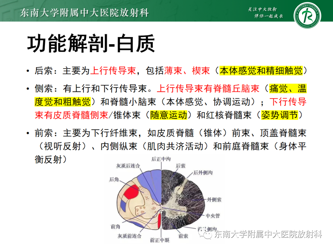 影像PPT - 【PPT】脊髓亚急性联合变性-8 影像PPT - 【PPT】脊髓亚急性联合变性-8