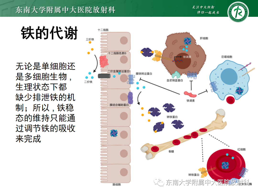 影像PPT - 【PPT】肝脏铁过载-7 影像PPT - 【PPT】肝脏铁过载-7