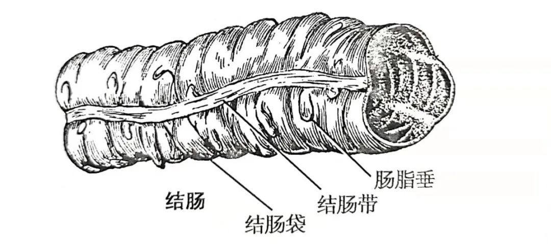 影像PPT - 原发性肠脂垂炎CT表现-1 影像PPT - 原发性肠脂垂炎CT表现-1