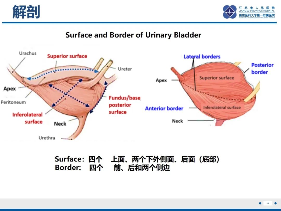 影像PPT - 【PPT】膀胱癌-14