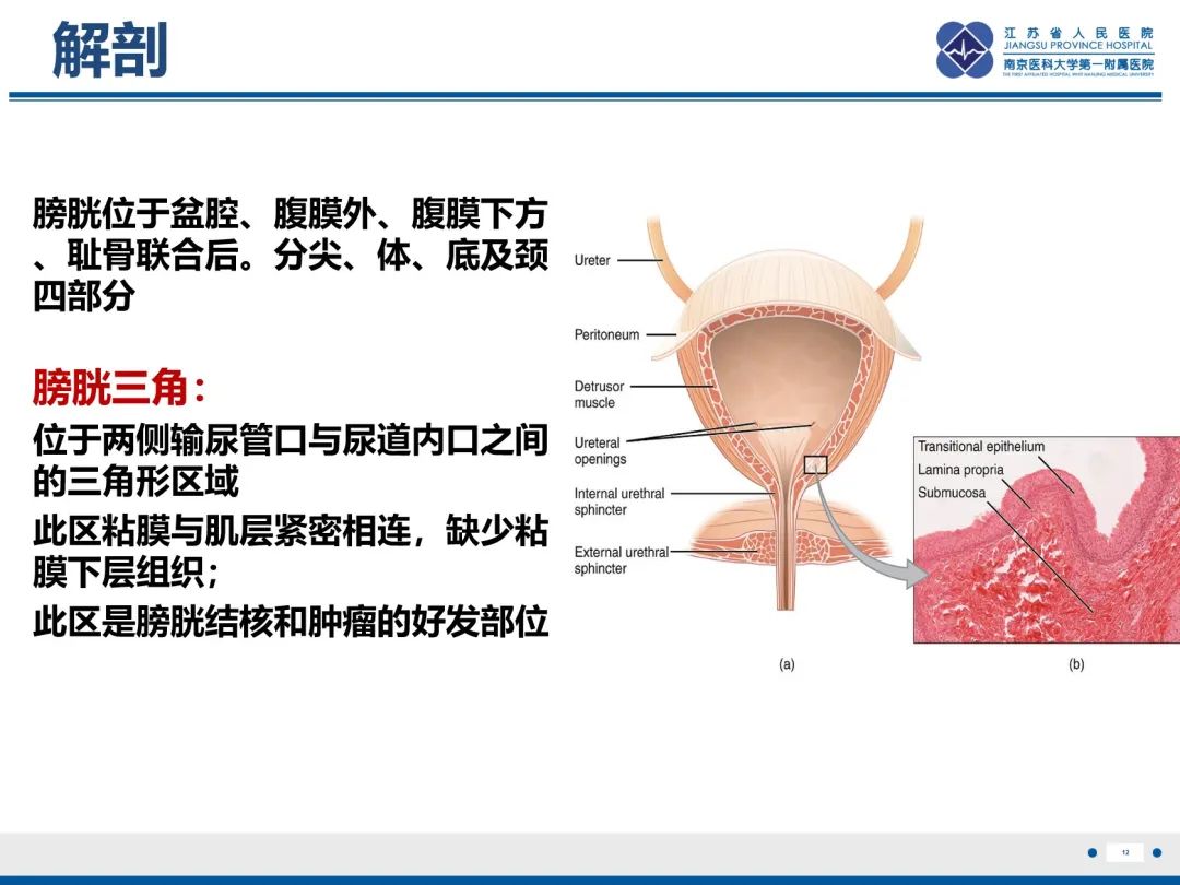 影像PPT - 【PPT】膀胱癌-13