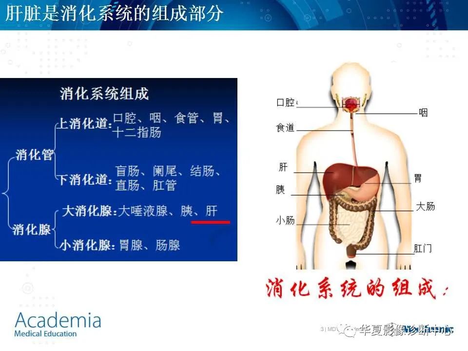 影像PPT - 【PPT】肝脏的基本解剖与分段-3