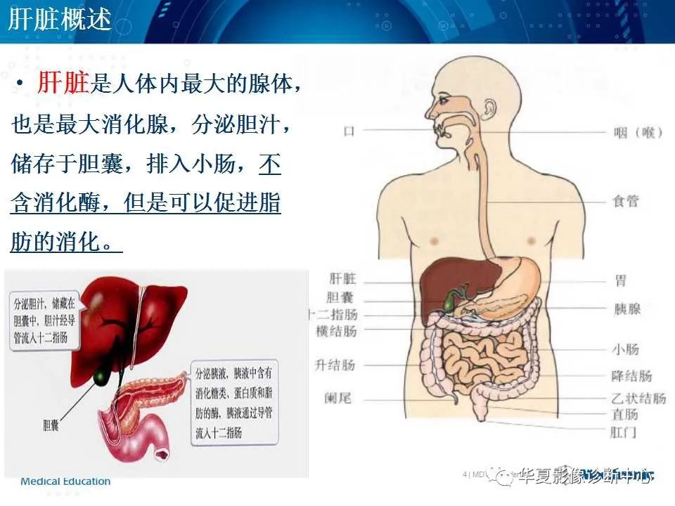 影像PPT - 【PPT】肝脏的基本解剖与分段-4