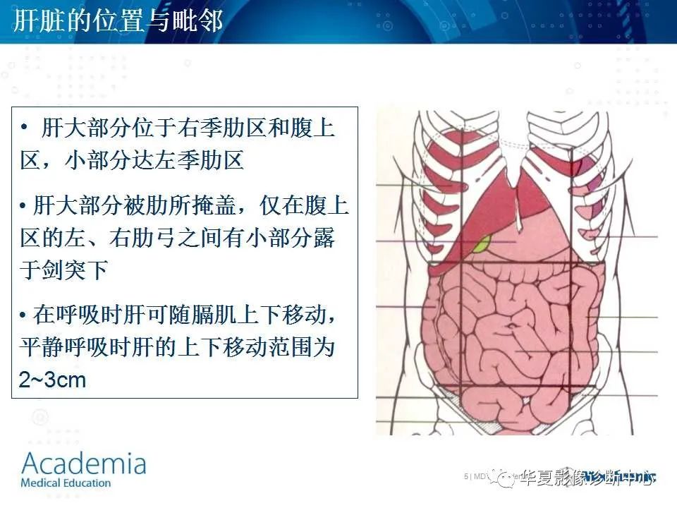 影像PPT - 【PPT】肝脏的基本解剖与分段-5