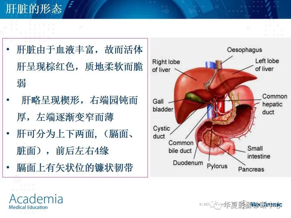 影像PPT - 【PPT】肝脏的基本解剖与分段-6