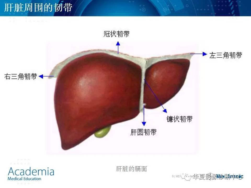 影像PPT - 【PPT】肝脏的基本解剖与分段-9