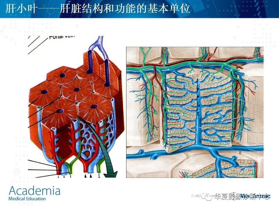 影像PPT - 【PPT】肝脏的基本解剖与分段-7