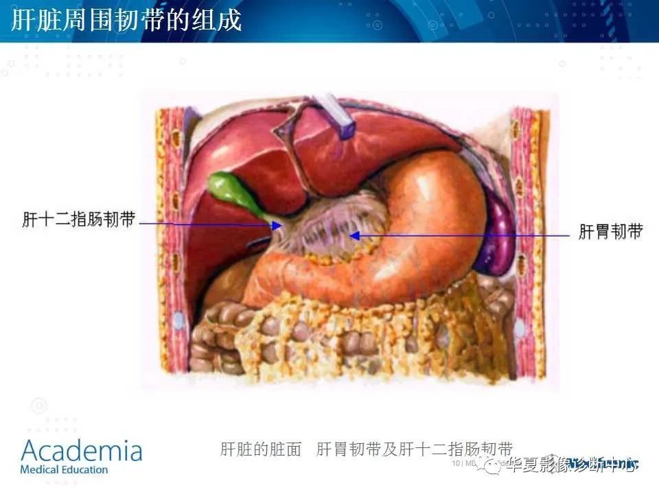 影像PPT - 【PPT】肝脏的基本解剖与分段-10