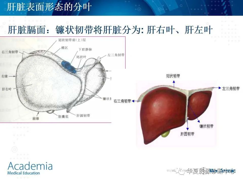 影像PPT - 【PPT】肝脏的基本解剖与分段-11
