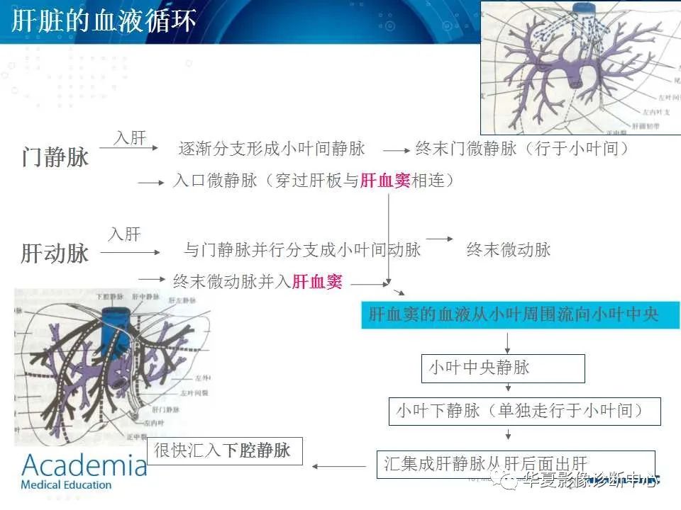 影像PPT - 【PPT】肝脏的基本解剖与分段-18