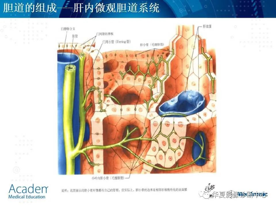 影像PPT - 【PPT】肝脏的基本解剖与分段-20