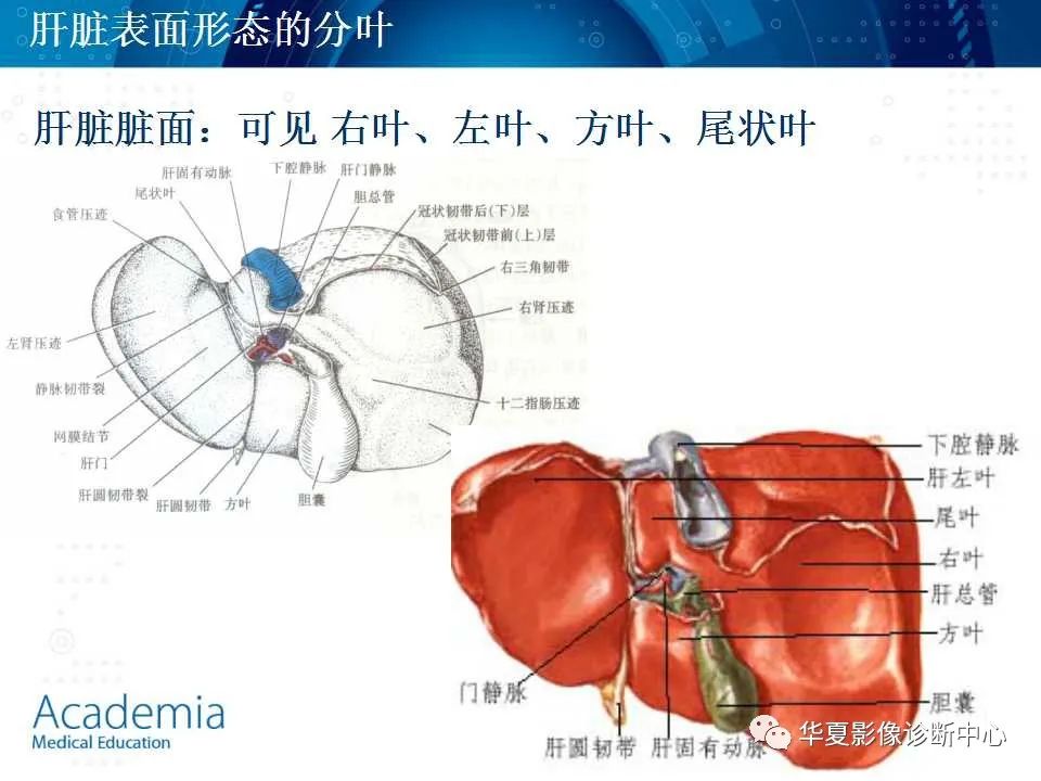 影像PPT - 【PPT】肝脏的基本解剖与分段-12