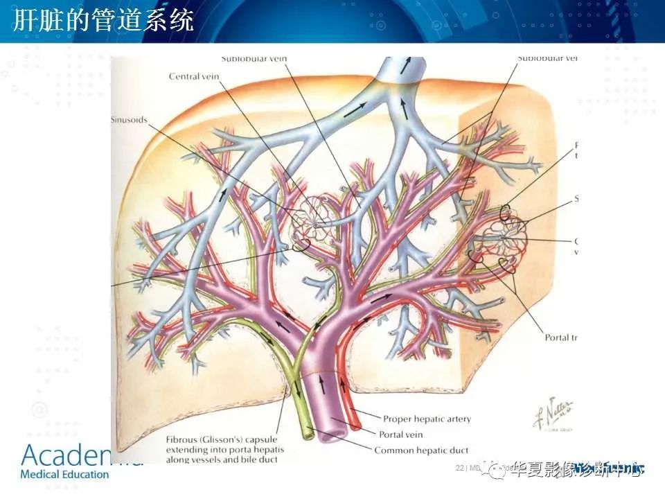 影像PPT - 【PPT】肝脏的基本解剖与分段-22