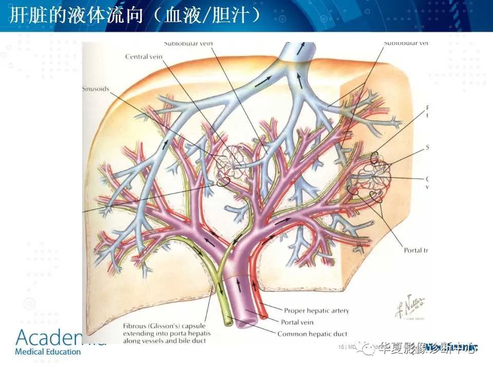 影像PPT - 【PPT】肝脏的基本解剖与分段-15