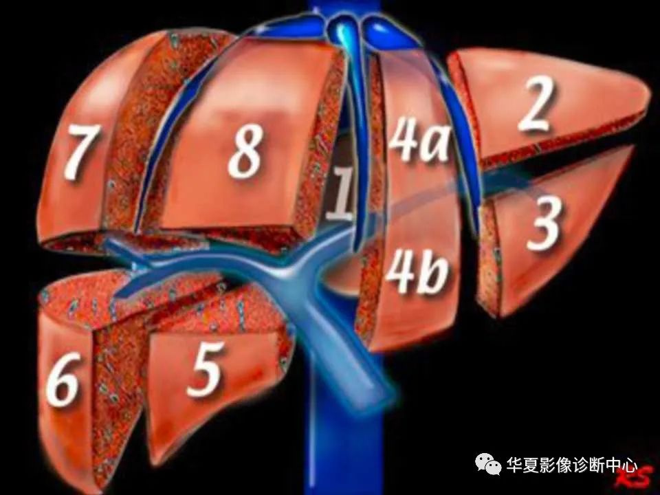 影像PPT - 【PPT】肝脏的基本解剖与分段-26