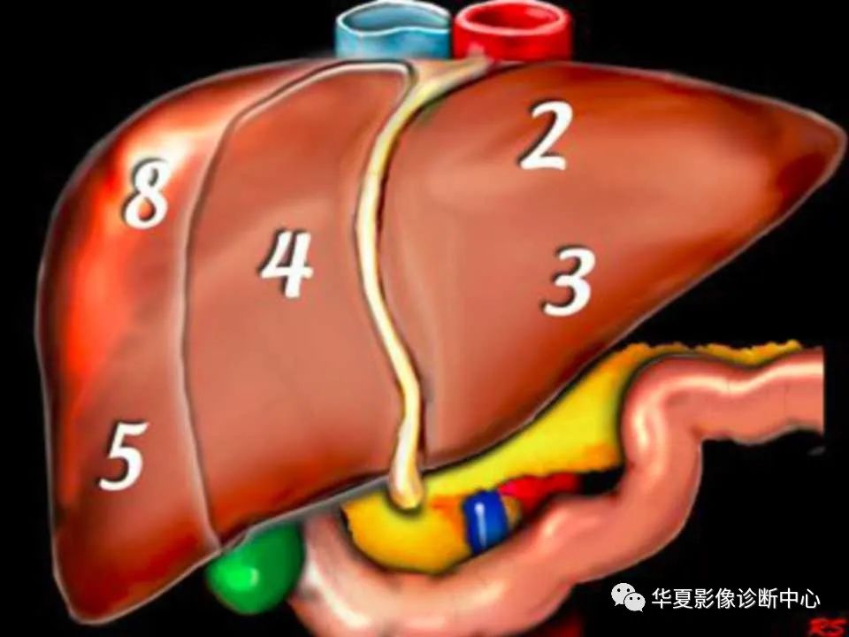 影像PPT - 【PPT】肝脏的基本解剖与分段-28