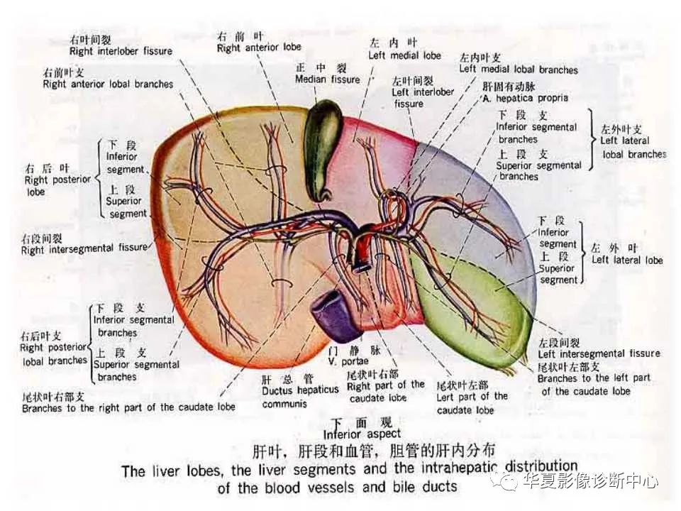 影像PPT - 【PPT】肝脏的基本解剖与分段-24