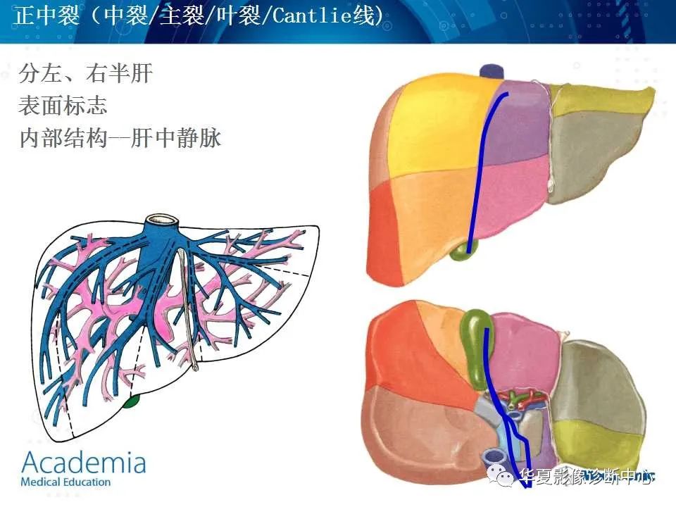 影像PPT - 【PPT】肝脏的基本解剖与分段-33
