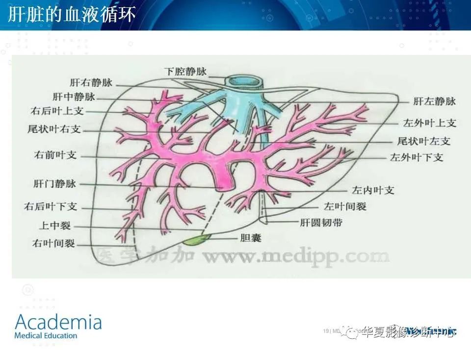 影像PPT - 【PPT】肝脏的基本解剖与分段-19