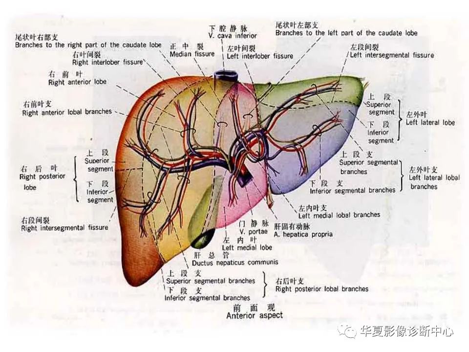 影像PPT - 【PPT】肝脏的基本解剖与分段-23