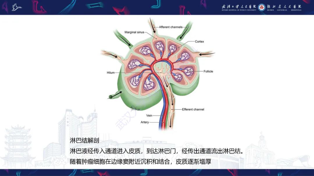 影像PPT - 【PPT】乳腺癌淋巴结影像评估-16