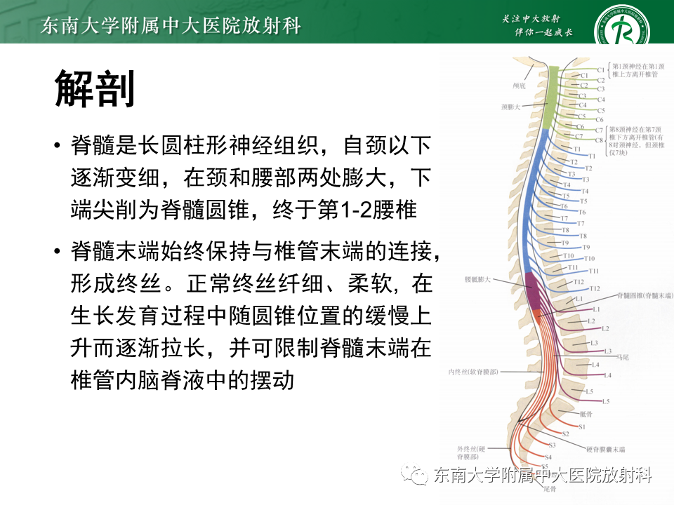 影像PPT - 【PPT】原发性脊髓拴系综合征-7 影像PPT - 【PPT】原发性脊髓拴系综合征-7