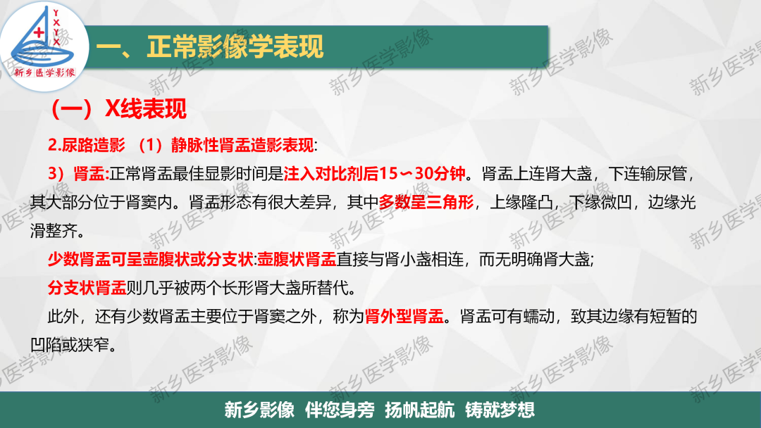影像PPT - 【PPT】泌尿生殖系统解剖及基本病变影像表现-6