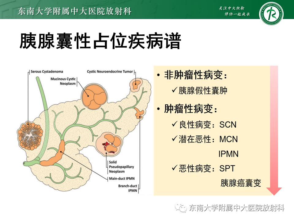 影像PPT - 【PPT】胰腺常见囊性病变影像表现-10