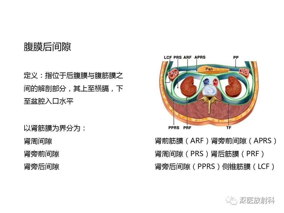 影像PPT - 【PPT】原发性腹膜后囊性病变影像学特征-2