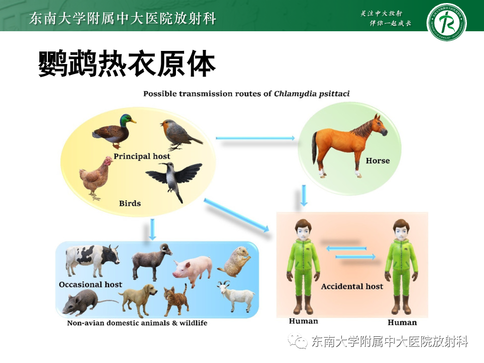 影像PPT - 【PPT】非典型性肺炎—以鹦鹉热衣原体感染为例-29