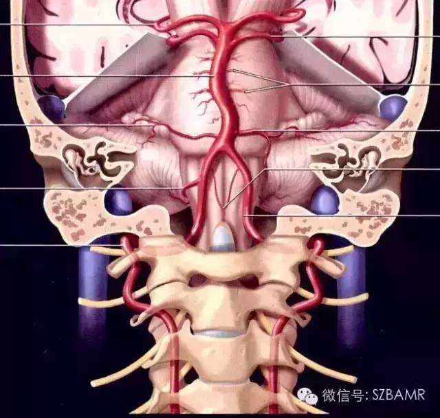 影像PPT - 【PPT】椎-基底动脉系统解剖-1 影像PPT - 【PPT】椎-基底动脉系统解剖-1